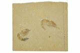 Two Cretaceous Fossil Shrimp - Lebanon #308514-1